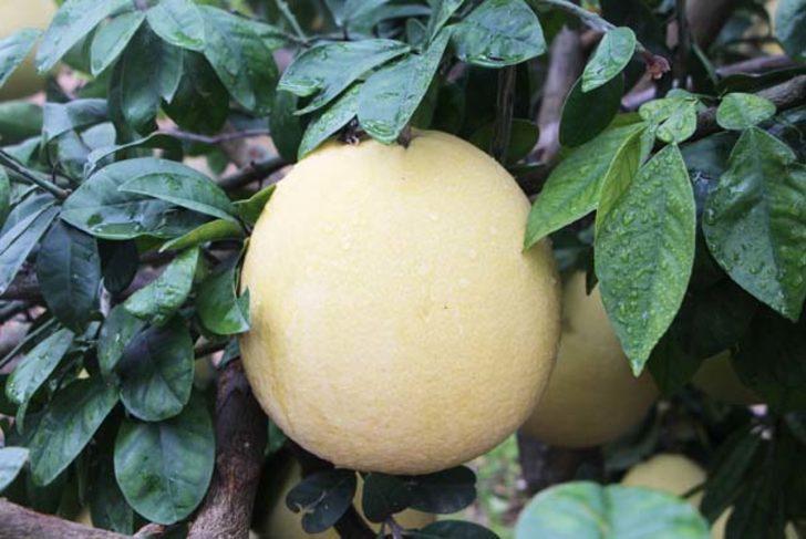 Ağacın dalında gören şok oluyor G1