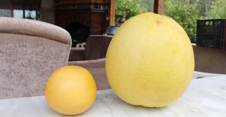 Ağacın dalında gören şok oluyor G3