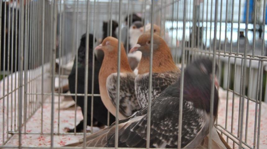 Hayrabolu&rsquo;da g&uuml;vercin festivali