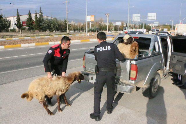 Polis, durdurduğu kamyonetten kaçan koyunları güçlükle yakaladı