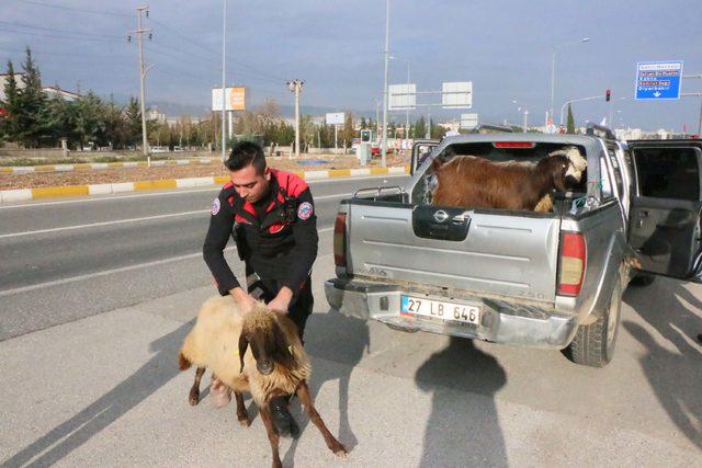Polis, durdurduğu kamyonetten kaçan koyunları güçlükle yakaladı