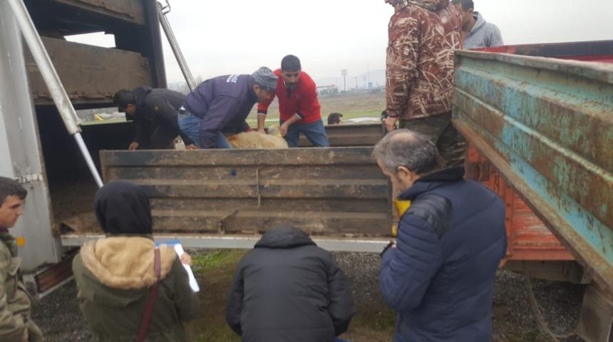 &Ccedil;aycuma&rsquo;da gen&ccedil; &ccedil;ift&ccedil;iler k&uuml;&ccedil;&uuml;kbaş dağılımı yapıldı