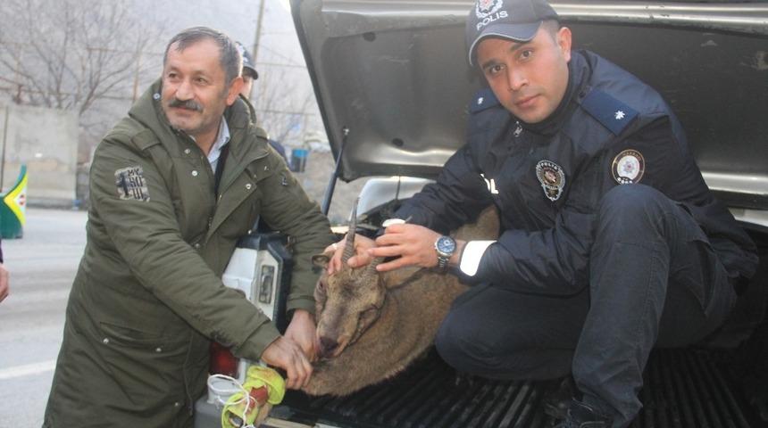 Yarıl dağı keçisine ilk müdahaleyi polisler yaptı