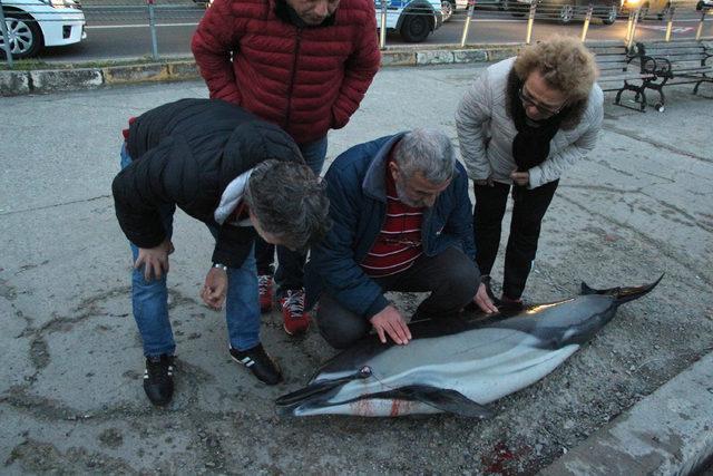 Sarıyer sahilinde ölü yunus bulundu