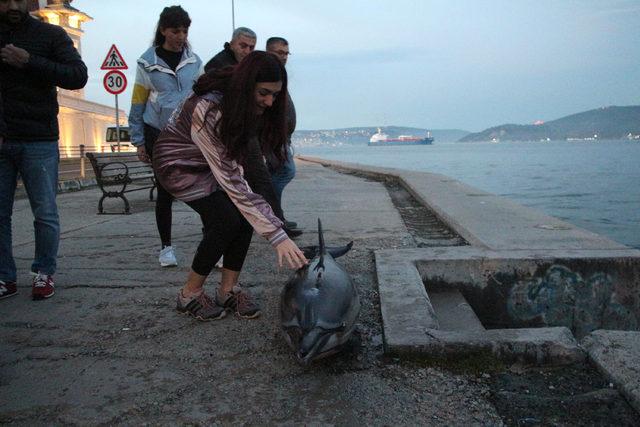 Sarıyer sahilinde ölü yunus bulundu