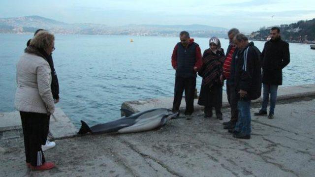 Sarıyer sahilinde bulundu! Görenler şaşkına döndü