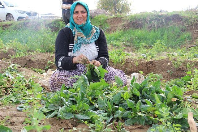 Aydın’da yağışlar ıspanak üreticisinin yüzünü güldürdü