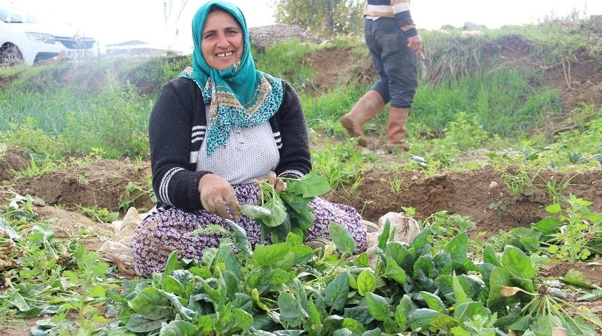 Aydın&rsquo;da yağışlar ıspanak &uuml;reticisinin y&uuml;z&uuml;n&uuml; g&uuml;ld&uuml;rd&uuml;