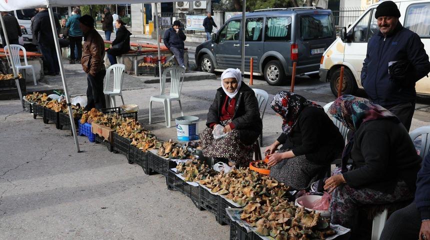 Mantar için hayati uyarı: Tüketmeyin