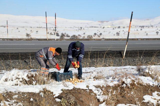 Talas’ta yaban hayvanları unutulmadı