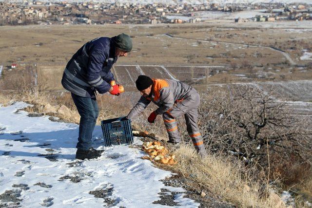 Talas’ta yaban hayvanları unutulmadı