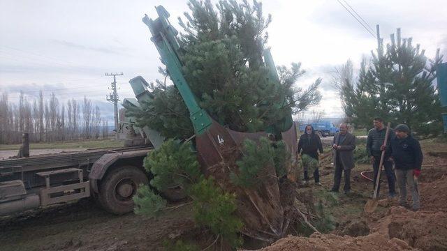 Aslanapa’da Mesire alanı yapımı çalışmaları