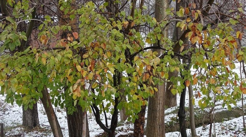 Kar ortasında yeşil yapraklı ayva ağacı şaşırtıyor