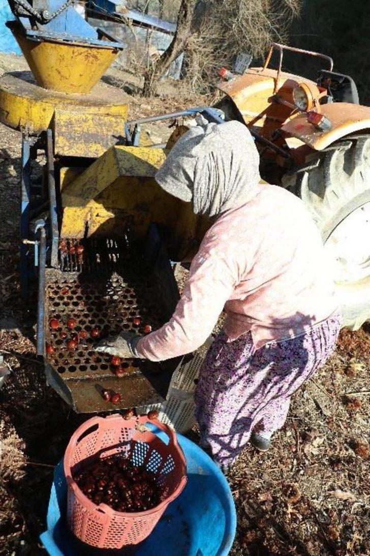 Bu kestanenin kilosu 20 TL! G1