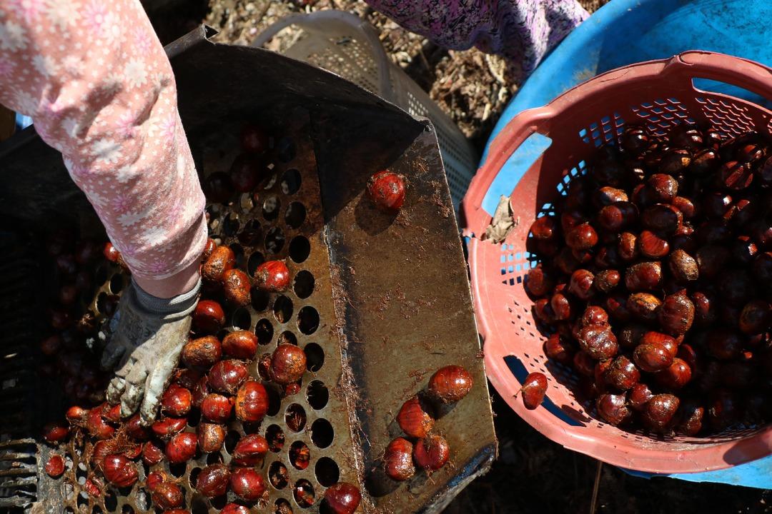 Bu kestanenin kilosu 20 TL!