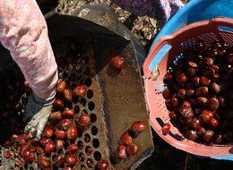 Bu kestanenin kilosu 20 TL!