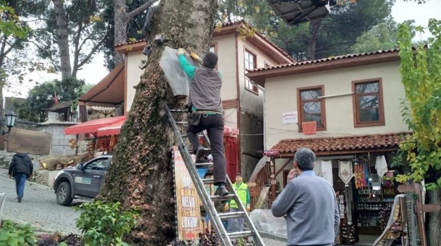 Birgi&rsquo;nin asırlık &ccedil;ınarları bakımda