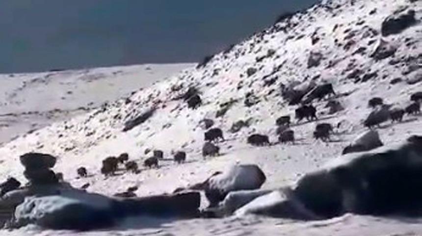 Yiyecek arayan domuz s&uuml;r&uuml;s&uuml; cep telefonuyla g&ouml;r&uuml;nt&uuml;lendi