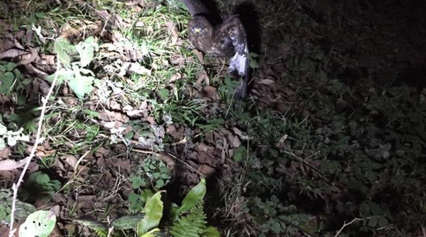 Yaralı Şahin, Trabzon&rsquo;da tedavi altına alındı