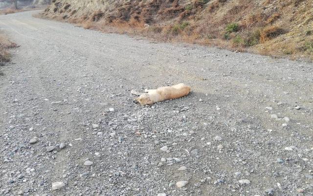 Zehirli et ve kek verilen 4 sokak köpeği öldü