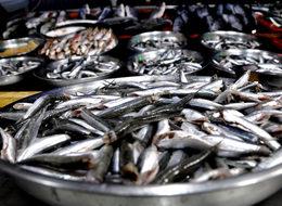 Karadeniz’de ucuz hamside sona geliniyor