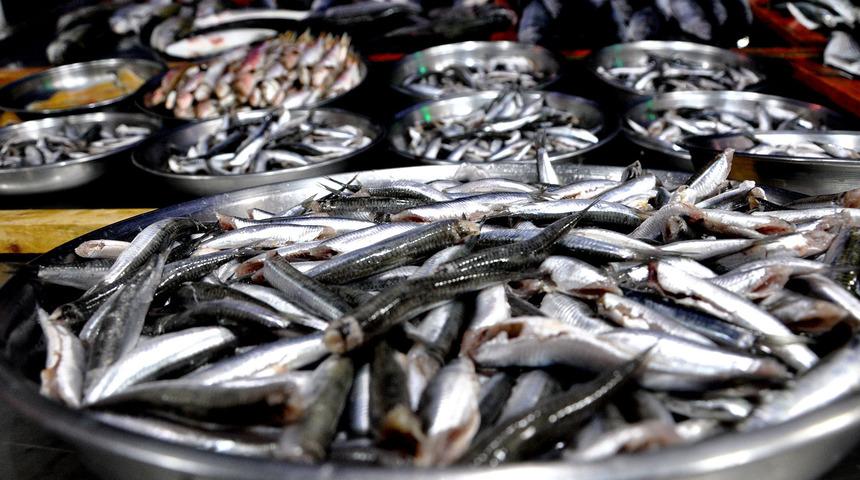 Hamsi iki ayda 1,9 milyon dolar kazandırdı