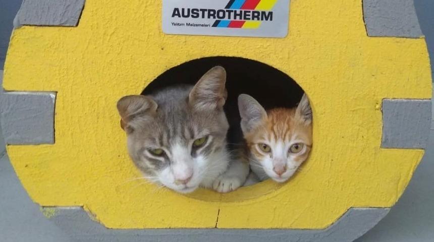 Sokak kedileri i&ccedil;in ısı yalıtımlı ev projesi kalplere dokundu