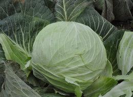 Lahanada fiyat sevindirdi, rekolte üzdü