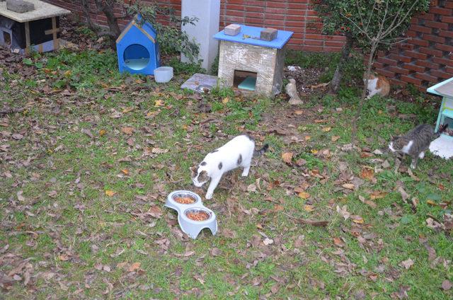 Avcılar'da öğrencilerden okul bahçesine 7 kedi evi