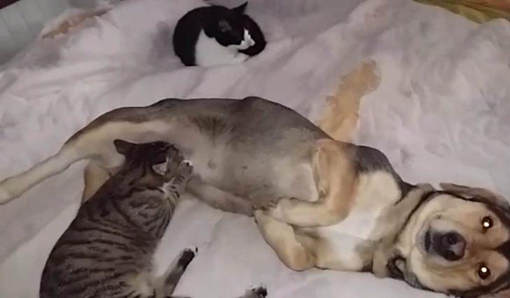 Köpek saldırısına uğrayan kedilere annelik yapıyor G4