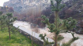 Yok olmak üzereler! Tunceli'de görüntülendi: Dinlenmek için gitmiştim