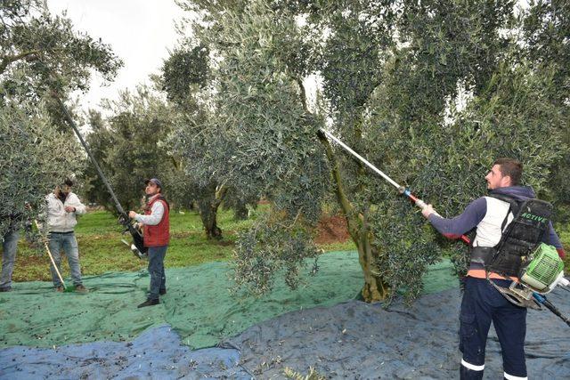 Başkan Aktaş’la hasat zamanı