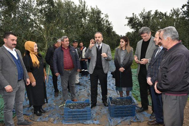 Başkan Aktaş’la hasat zamanı