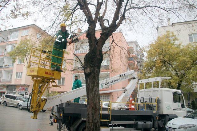 Ağaçlar budanarak bahara hazırlanıyor 1