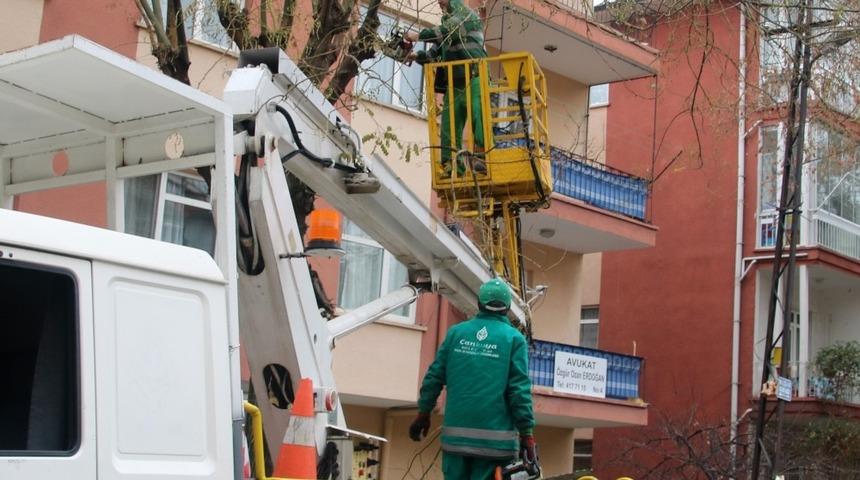 Ağa&ccedil;lar budanarak bahara hazırlanıyor
