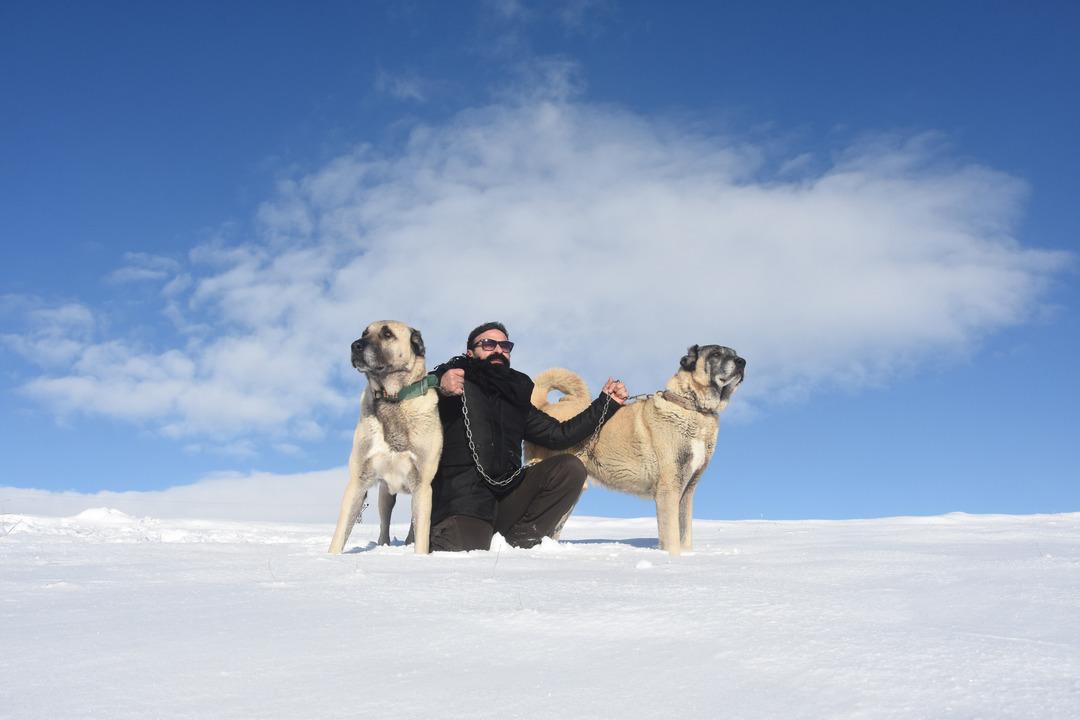 Sivas kangalları Anadolu'nun kar leoparları