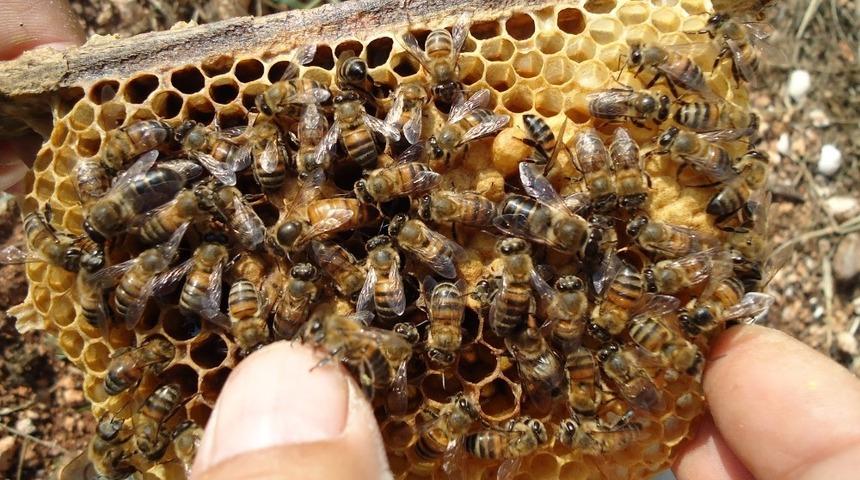 İzmit Belediyesi’nden arıcılık kursu