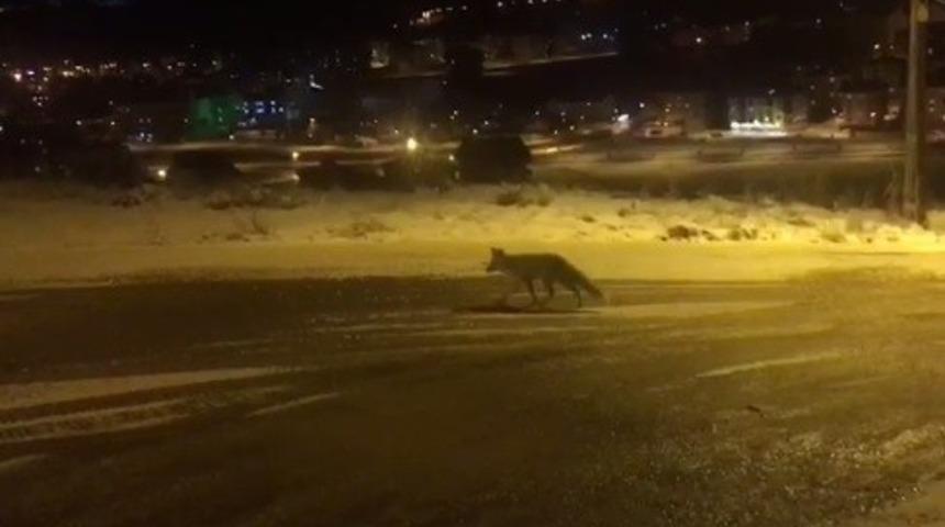 Bayburt&rsquo;ta a&ccedil; kalan tilki şehir merkezine indi