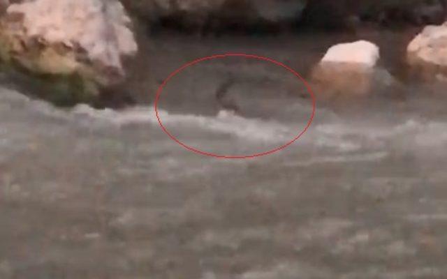 Kaymakam, koruma altındaki su samurunu görüntüledi