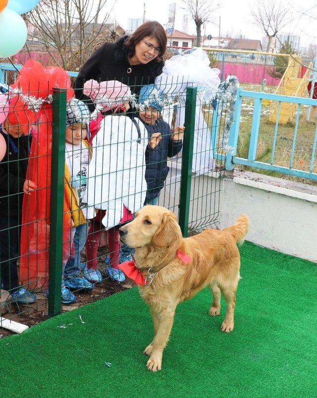 Sevgi barınakları öğrencilere hayvan sevgisi aşılayacak