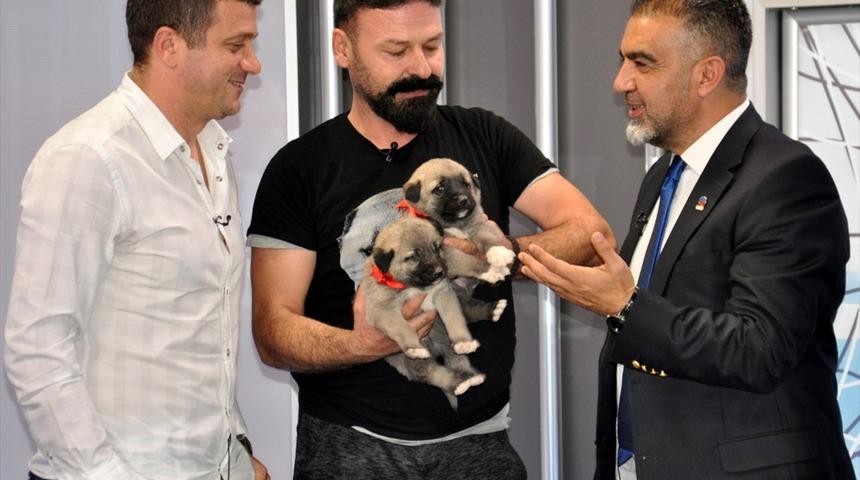 Hakan Keleş'e canlı yayında kangal köpeği sürprizi