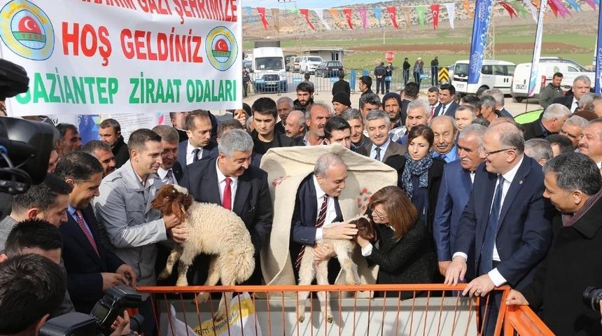 Gaziantep&rsquo;te tarım ve hayvancılığa b&uuml;y&uuml;k destek