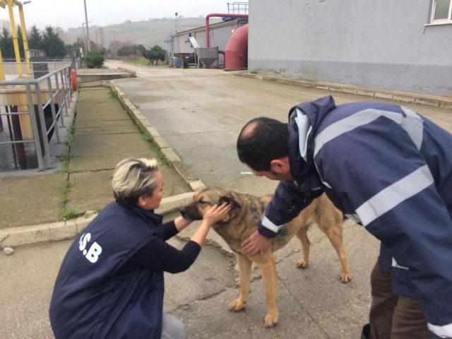 Tedavisi yapılan köpek yuvasına döndü