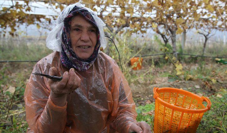 Kadınların kış mevsiminde bağ bozumu mesaisi G4