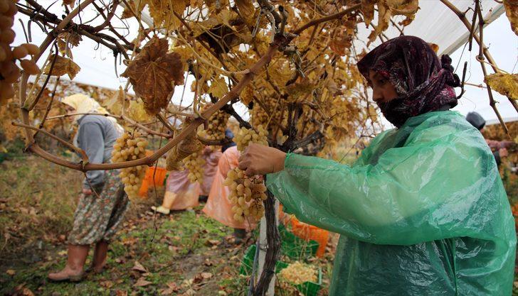 Kadınların kış mevsiminde bağ bozumu mesaisi G2