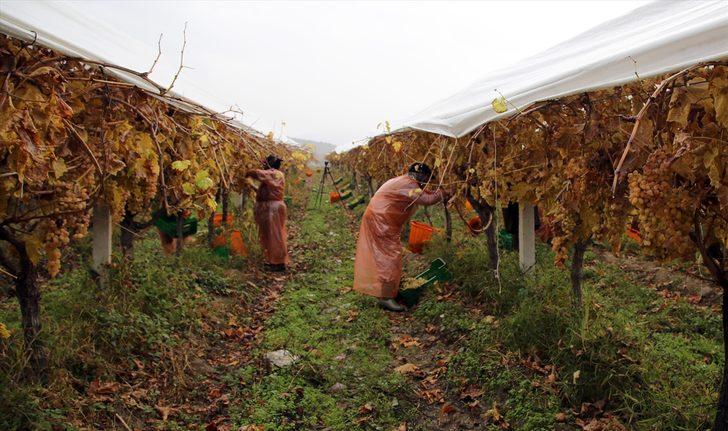 Kadınların kış mevsiminde bağ bozumu mesaisi G1