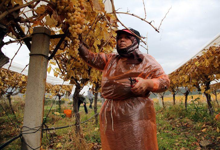 Kadınların kış mevsiminde bağ bozumu mesaisi G3
