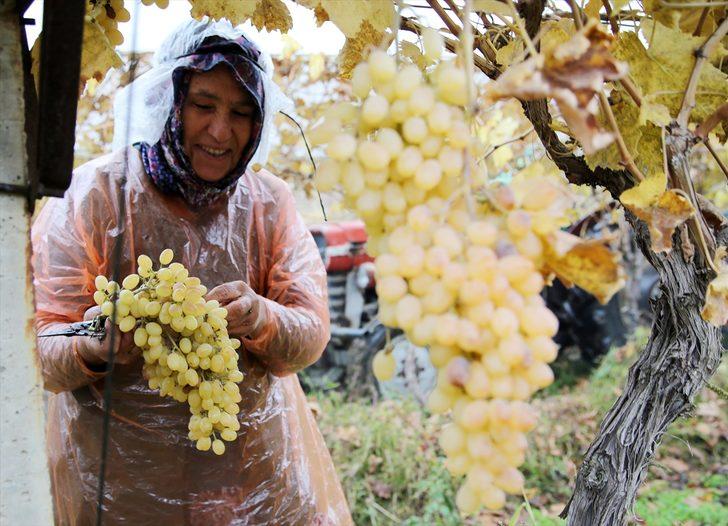 Kadınların kış mevsiminde bağ bozumu mesaisi G5