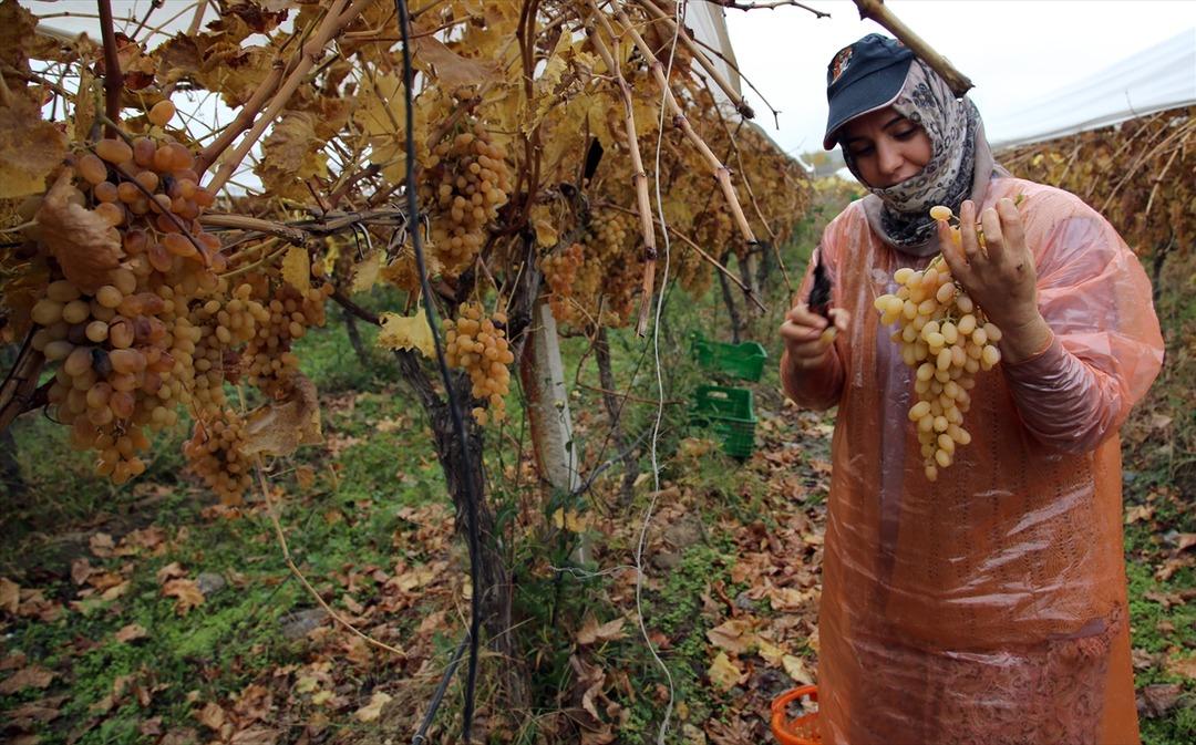 Kadınların kış mevsiminde bağ bozumu mesaisi