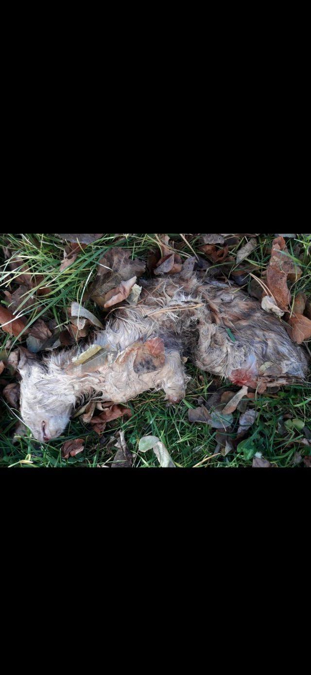 Kayseri'de işkence edilen kediler öldü